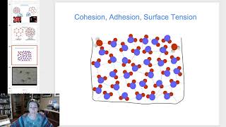 Cohesion Adhesion Surface Tension [upl. by Eckardt430]