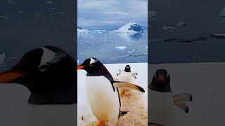 GENTOO PENGUIN’s RUNWAY [upl. by Eibber]