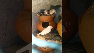 Zebra finch ke ande😱 Finches egg🥰 zebrafinch finches youtubeshorts birds pets [upl. by Diego]