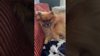 music spitzdog pomeranian spitzlover cute pets spitzdog pomeranianpuppy pom funnyvideo [upl. by Beka314]