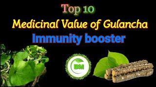 Medicinal Value of Gulancha Tinospora cordifolia  Immunity booster  Top10 benefits of Gulancha [upl. by Fosque833]