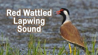 Red wattled lapwing sound and alarm call  Can you hear quotdidhedoit quot or a different sound [upl. by Kandy]