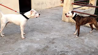 Crazy pitbull vs dogo Argentino part 2  who will win [upl. by Renferd]