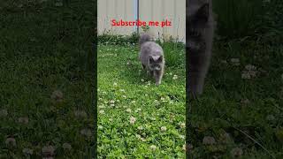 Maine coon or nebelung cat kitten catlover babypet viralvideo viralshorts viralyoutube [upl. by Adorne]