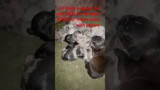 Get A Grip XL Bully puppies for sale 2500 for females 2000 for males come with papers trending [upl. by Rehpotsyrk]