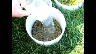 Soapy water flushing for black cutworms in turfgrass [upl. by Nava]