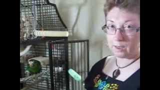 Meet Dominic How To Introduce a New Bird Into Your Home [upl. by Nnave]