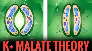 K Malate theory  Photosynthesis in plants  NEET  CBSE BIOLOGY [upl. by Renrew]