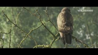 Buizerd vangt kleine prooien [upl. by Enoed228]