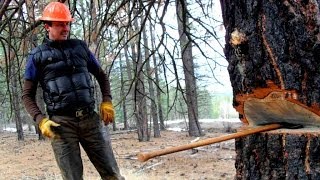 Crosscut Saw Felling Timber [upl. by Aurlie]