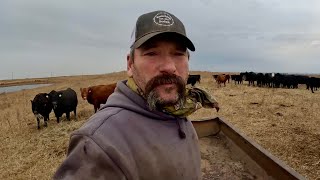 Day In The Life Of A South Dakota RANCHER [upl. by Naillimixam]