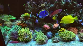 How to mix Wrasses in a Reef tank 😁 [upl. by Ziegler]