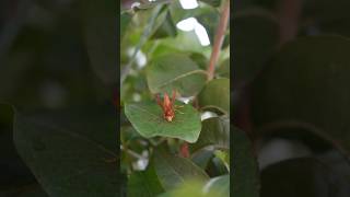 Polistes canadensis nature [upl. by Mclyman]