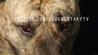 PRESA CANARIO THE CATCH DOG FROM THE CANARY ISLANDS [upl. by Eyanaj]