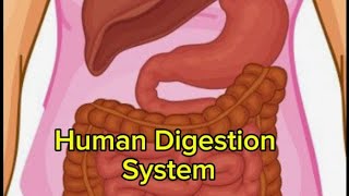 Human digestive system  How it worksWhat is digestive system [upl. by Inasah]