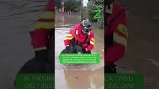 ALLUVIONE in EmiliaRomagna i vigili del fuoco salvano DUE CANI rimasti intrappolati [upl. by Thompson]