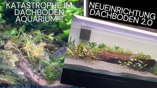 Probleme im Dachbodenaquarium  Neueinrichtung  einfaches Set Up für Corydoras und Parotocinclus [upl. by Dami]