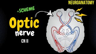 CN 2 Optic Nerve SIMPLE scheme  Animation [upl. by Trill]