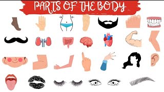 Parts of the Body in English Basic Body Parts Names 🫁🫀🦵🦴 [upl. by Yllom]