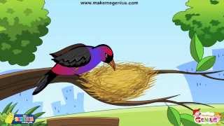 Animals Homes Birds Nests  for Kids [upl. by Lehcim262]