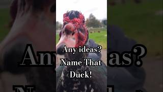 Name That Duck namegame duck birds muscovyduck birdshort cute help happy goodnews fyp [upl. by Aedrahs463]