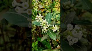 Cestrum diurnum  flower nature naturephotography plant music song yechamakyedamak [upl. by Zertnom]