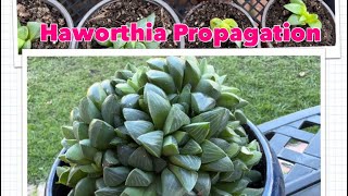 How to propagate Haworthia Mutica Succulent Plant [upl. by Panthea864]