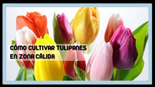 Cómo cultivar tulipanes 🌷 [upl. by Gaby]