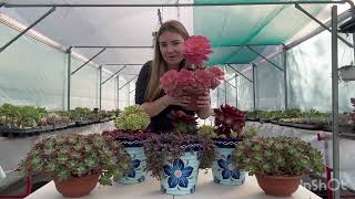 All You Need To Know About Aeoniums aeonium plants succulents cacti houseplants allyouneed [upl. by Aplihs3]