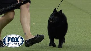 Group judging for the NonSporting Group at the 2019 Westminster Kennel Club Dog Show  FOX SPORTS [upl. by Iclek]