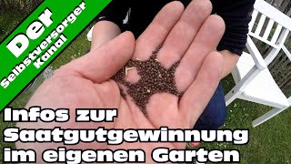 Infos zur Saatgutvermehrung im eigenen Garten [upl. by Im]