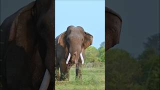 Tusker kawanthissa [upl. by Butch]