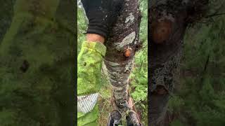 Arborist makes BIG mistake at the top of this tree arborist treeworker chainsaw climbing [upl. by Bohman945]