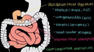 Small Intestine Structure Digestion Absorption [upl. by Johen]