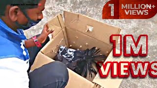 Unboxing new beautiful fantail pigeonsTiger grizzle colour  Black fantails show [upl. by Ainolopa]