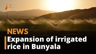 Bunyala farmers happy after the National Irrigation Authority opens up farms for irrigated farming [upl. by Ifill]