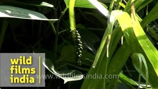 Cultivation of black pepper in India [upl. by Spector]