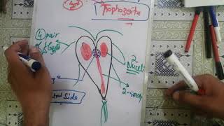 giardialamblia 🛑 2 giardia lamblia life cycle giardia lamblia parasitology [upl. by Anitnelav]