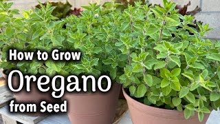 How to Grow Oregano from Seed in Pots🌿  Italian Oregano [upl. by Lenna128]