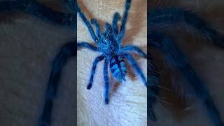 Caribena Versicolor Tarantula sling tarantulasoftheworld spider shots trending [upl. by Xaviera]