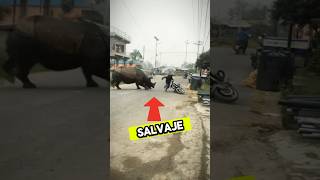 ESTE ANIMAL SALVAJE SE METIO EN LA CIUDAD [upl. by Nywde333]