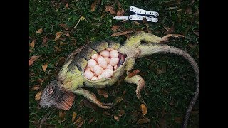 Catch and Cook Iguana Egg Omelettes Catching Breeding Iguanas in Florida [upl. by Abocaj187]