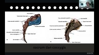 Anatomi Vertebra dan Musculi Regio Dorsum [upl. by Augusto]