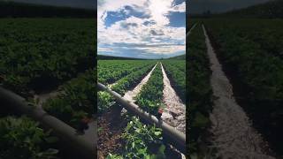 Modern furrow irrigation system irrigationmethod irrigationsystem agriculture farming furrow [upl. by Klemperer]