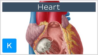 Anatomy of the Heart Ventricles Atria and Functions  Human Anatomy  Kenhub [upl. by Daffi652]