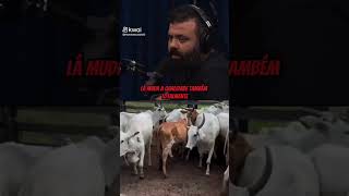 edit gado music rodeio boi fazenda [upl. by Salocin]