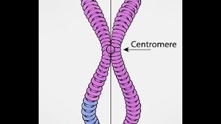 Chromosomes Vs Chromatids [upl. by Andrel]