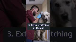 How Can You Understand Your Dog Have Ear Infection [upl. by Haelak]