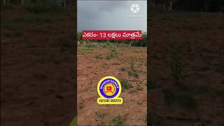 50 Acres land sale  AP palnadu district macherla mandal pollepalli village  red soil land [upl. by Hnim662]