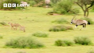 Can Young Cheetahs Hunt These Antelope  Animals With Cameras  BBC Earth [upl. by Cloutman906]